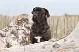 CANE CORSO 550
